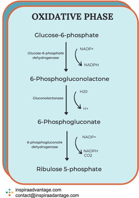 Pentose Phosphate Pathway (HMP Shunt): Definition, Steps, Regulation and Importance