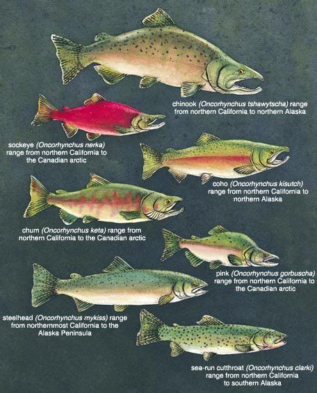 Seeking Salmon | rhamphotheca: Seven species of salmonids: Five...