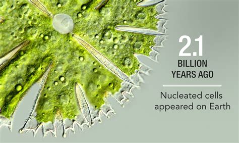 Nucleated cells: Setting the stage for an evolutionary explosion - Biomimicry 3.8