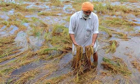 Rains Fury: Floods ruin 2.40 lakh hectares of paddy crop in Punjab - Dynamite News