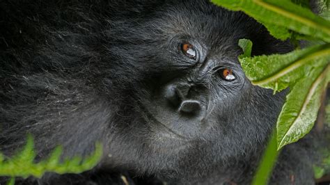 Mountain Gorilla Habitat Loss