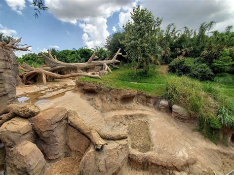 Jul. 2019 - African Forest - Gorilla/Red River Hog Exhibit - Middle View - ZooChat Red River Hog ...