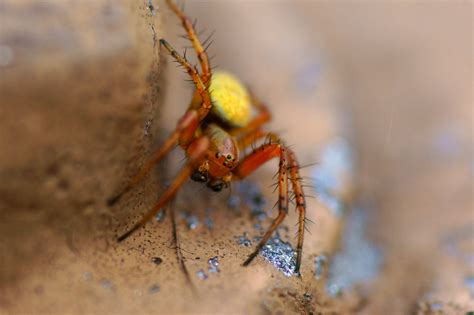 Red & Yellow Spider (Araniella cucurbitina) thanks stu | Flickr