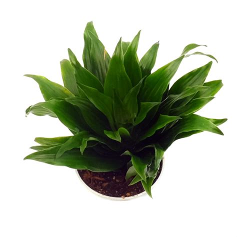 Dracaena Janet Craig Compacta - Olive Hill Greenhouses