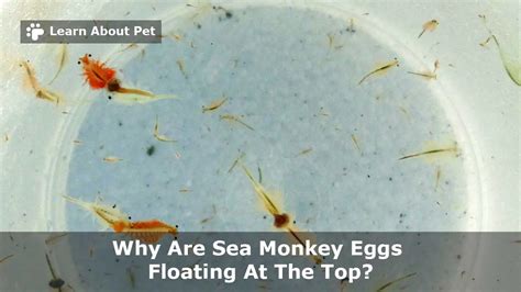 Why Are Sea Monkey Eggs Floating At The Top? (7 Cool Facts)