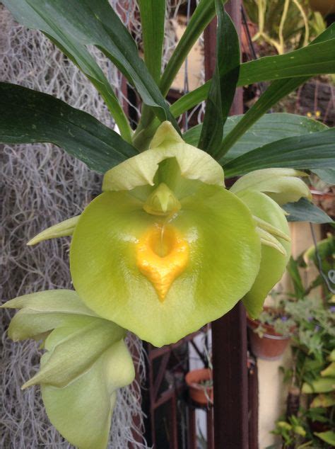 140 ORCHIDS GREEN ideas | green orchid, orchids, beautiful orchids