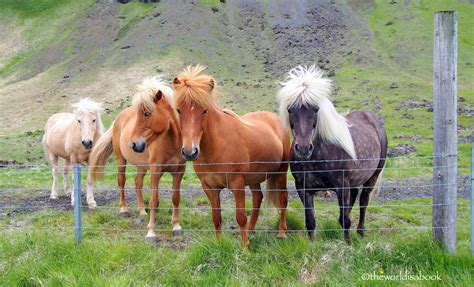 Doing A Horseback Riding Tour in Iceland - The World Is A Book