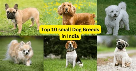 Top 10 Small Dog Breeds in India