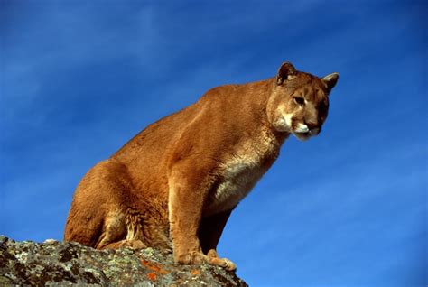 Female mountain lion confirmed in southeast Nebraska