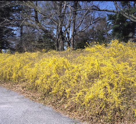 Forsythia suspensa Weeping Forsythia | Garden Center Marketing