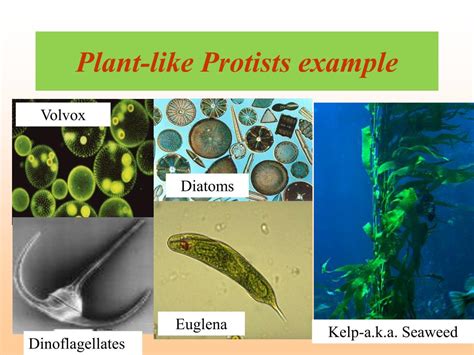 PPT - PROTISTS PowerPoint Presentation, free download - ID:2282623