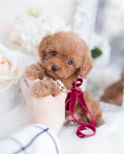 33 HQ Photos Teacup Teddy Bear Puppies - Teacup Teddy Bear Puppy | Tiny ...