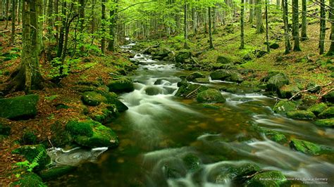 HD wallpaper: Bavarian Forest National Park, Bavaria, Germany, National Parks | Wallpaper Flare