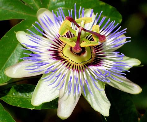 Como é que Passiflora edulis é cultivada em vasos? - Noticias De Jardim