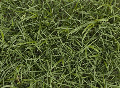 Tall Grass Texture Seamless