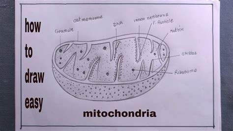 how to draw mitochondria step by step easy/mitochondria drawing - YouTube