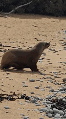 Sea Lion Clapping GIFs | Tenor