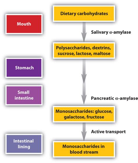 Enzymes That Digest Carbohydrates Include at George Trotta blog