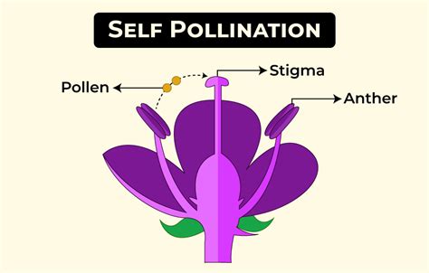 What Is Self Pollination In Plants