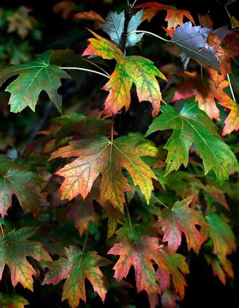 Fall color at the Morton Arboretum Morton Arboretum, Flowering Trees ...