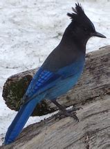 Grand Teton National Park birds – Mary Donahue