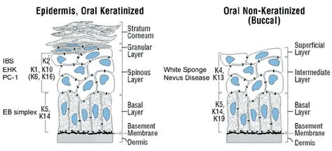 Stratified Squamous Keratinized Epithelium Labeled