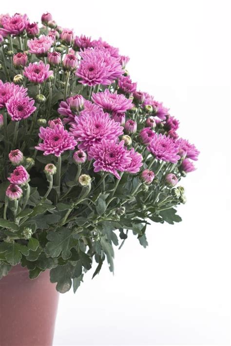 Chrysanthemum Care Tips And Decor Tips - Natalie Linda | Potted mums, Autumn garden, Chrysanthemum