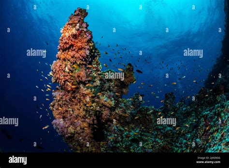 Coral reef scenery Stock Photo - Alamy