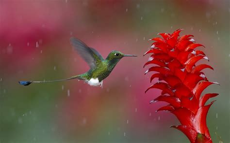 Free download hummingbird Animals Birds Flowers Nature Wildlife Rain [1920x1200] for your ...