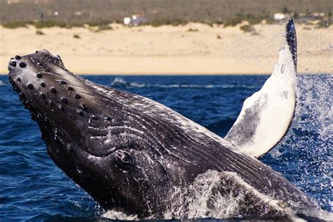 Humpback Whale Watching In Cabo San Lucas: Triphobo