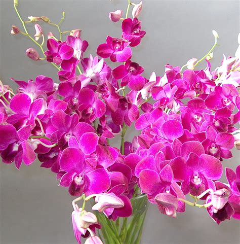 Orchid Flowers - A Close Up | Orchidaceous! Orchid Blog