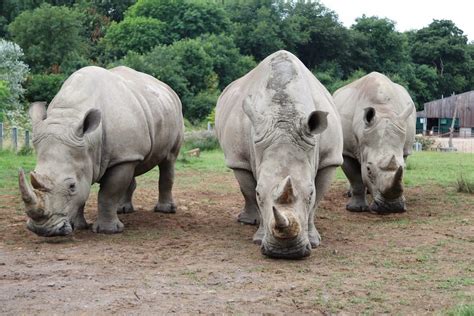 Longleat in bid to save white rhino from extinction | Discover Animals