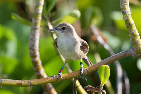 10 of North America's Most Endangered Birds | Endangered animals, Endangered species, Birds of ...