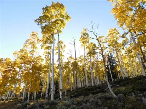 Utah’s Pando aspen grove is the most massive living thing known on Earth. It may die soon ...