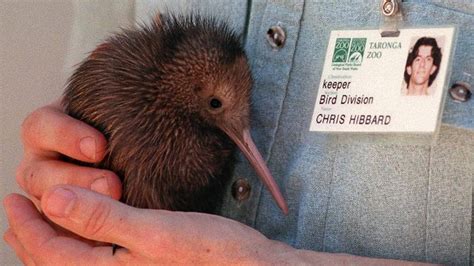 Kiwi Bird Is It Endangered | Bruin Blog