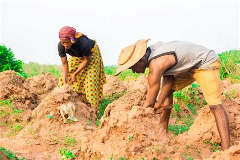 Financial inclusion: How Nigerian small-scale farmers are locked out