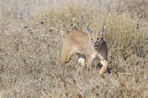 Caracal looking for prey stock photo. Image of animal - 246664940