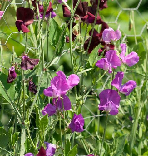 Mammoth Blend Sweet Pea Seeds – WCS Fundraising