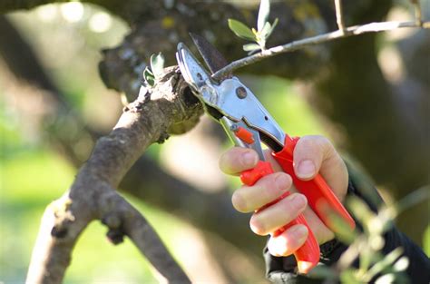 Pruning olive trees: when & how - Plantura