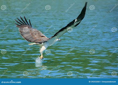 White-bellied Sea Eagle Hunting, Langkawi Island Stock Photo - Image of nature, park: 39253260