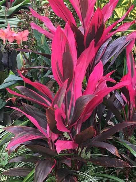 Tropical Cordyline Ti Hawaiian Red Sister houseplant live plant 10 ...