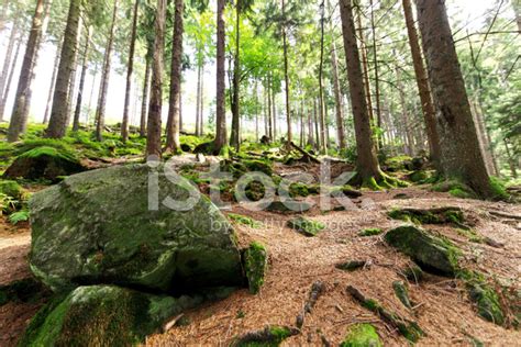 Hiking Trail In The Black Forest / Germany Stock Photo | Royalty-Free ...