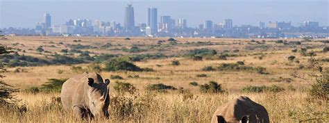 Nairobi National Park Tour - Ramina Tours & Travel.