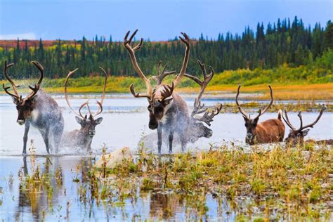 Best Time to See Caribou Autumn Migration in Alaska 2018 - Rove.me