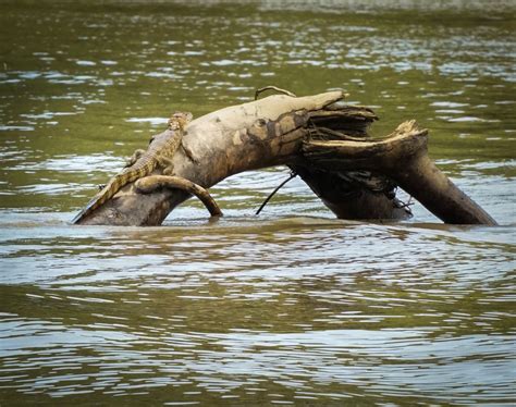 Wildlife tours - Travel Darién Panama