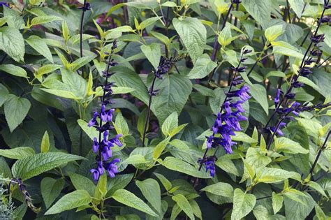 Pruning Salvia: The Complete Guide | Horticulture.co.uk