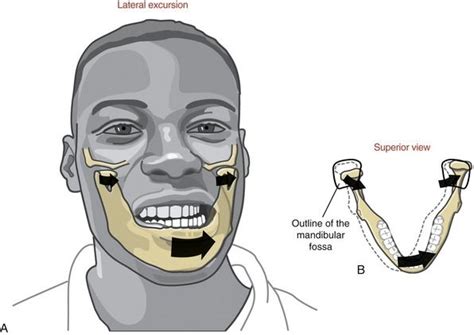 Kinesiology of Mastication and Ventilation | Clinical Gate ...