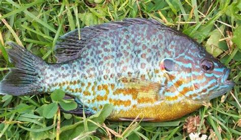 Sunfish 101: How to ID a bluegill, pumpkinseed or redbreast ...