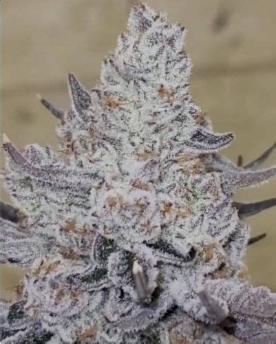 Dante’s Inferno Strain Info / Dante’s Inferno Weed By Clearwater Genetics - GrowDiaries