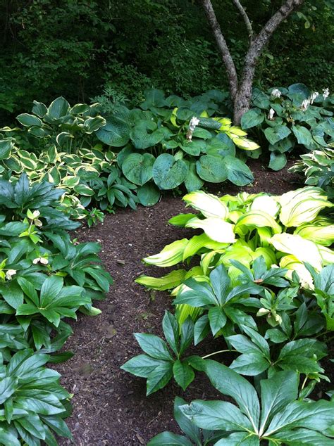 Hostas and Hellebores grow nicely together. | Shade garden design ...